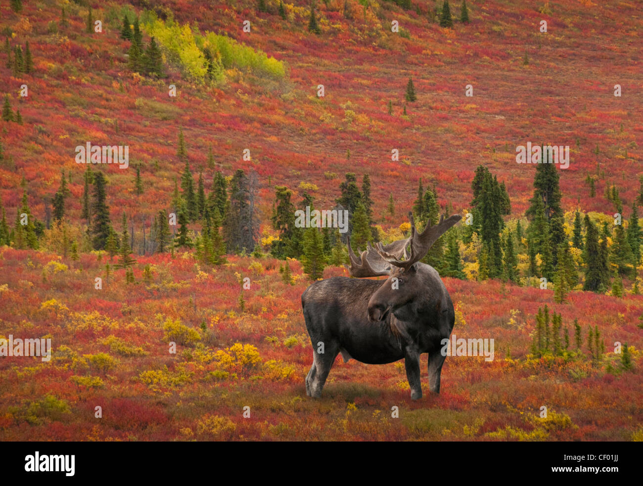 Bull Moose (Alces alces) with antlers in velvet stands knee deep in the colorful tundra of Denali National Park, Alaska. Stock Photo