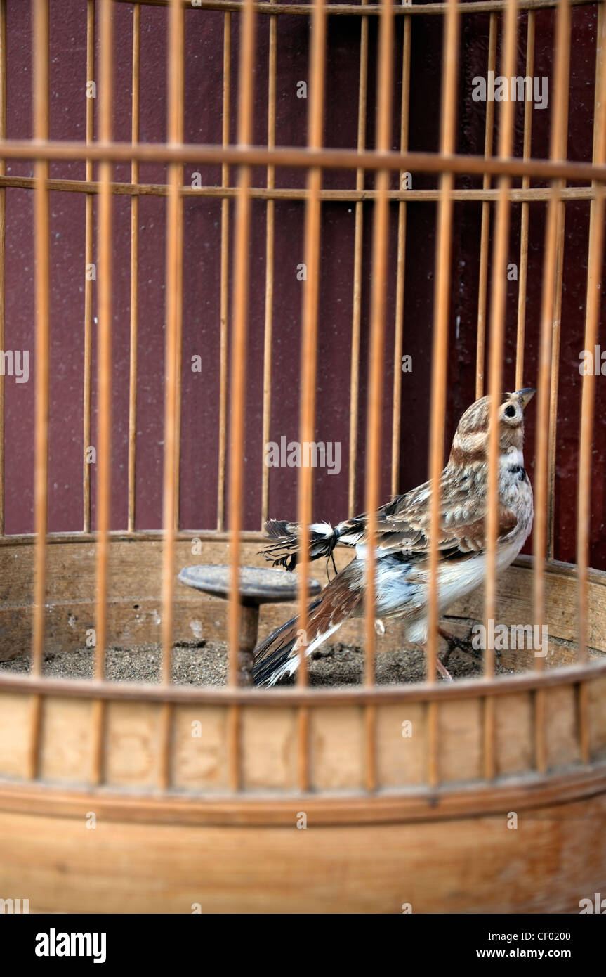 small wild bird captive tied tie wings clipped wooden cage caged