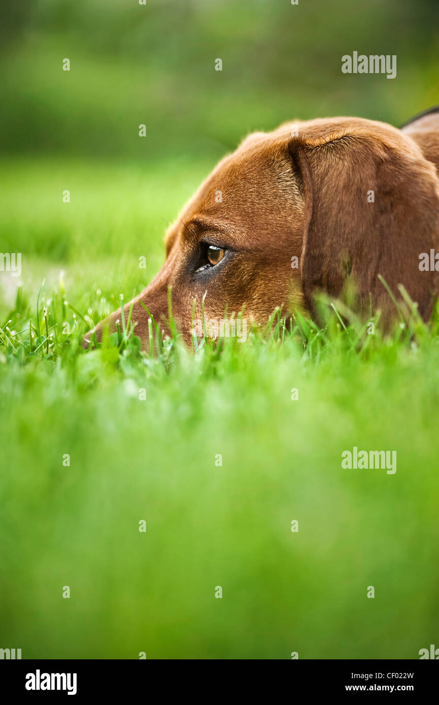 brown dachshund lying in the grass, close up Stock Photo