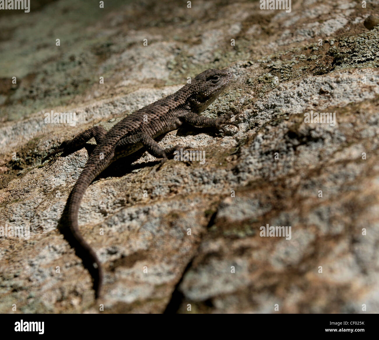 eastern fence lizard on sandstone rock lichen Red River Kentucky