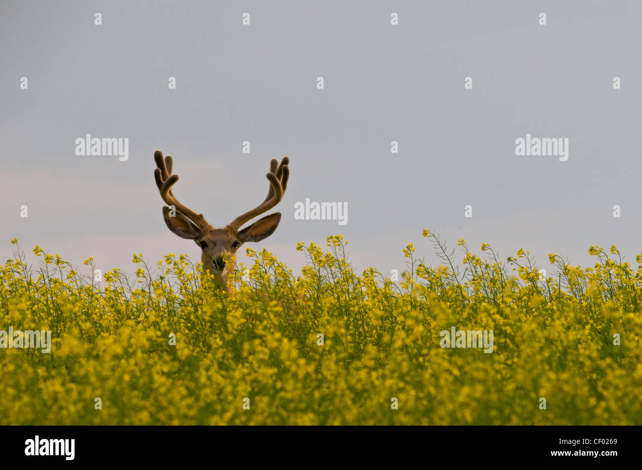 Deer In Canola Field Stock Photo Alamy