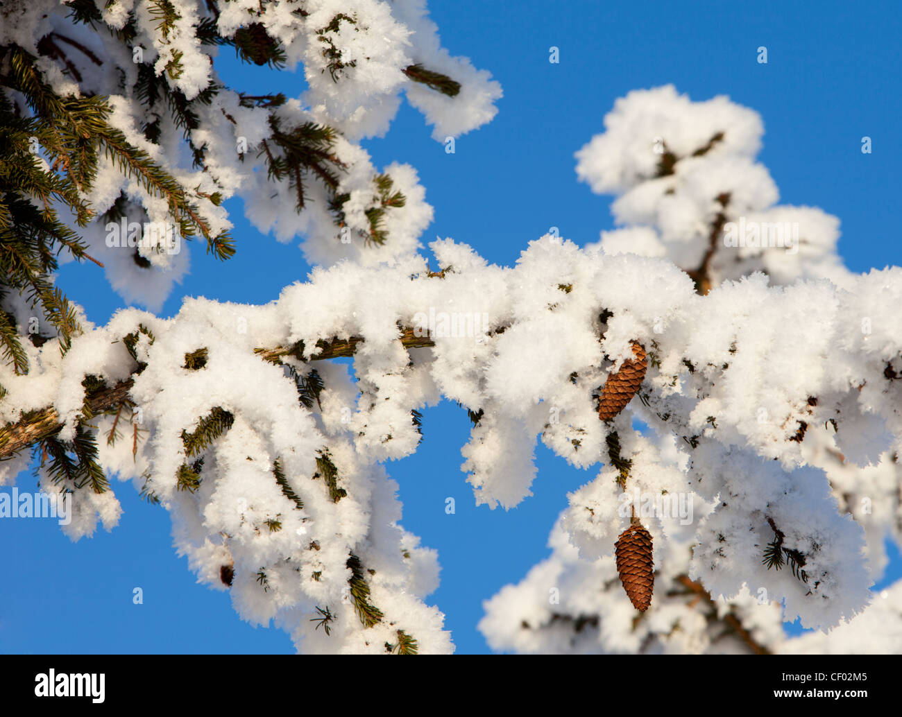 Snowy spruce ( picea abies ) branch with cones , Finland Stock Photo