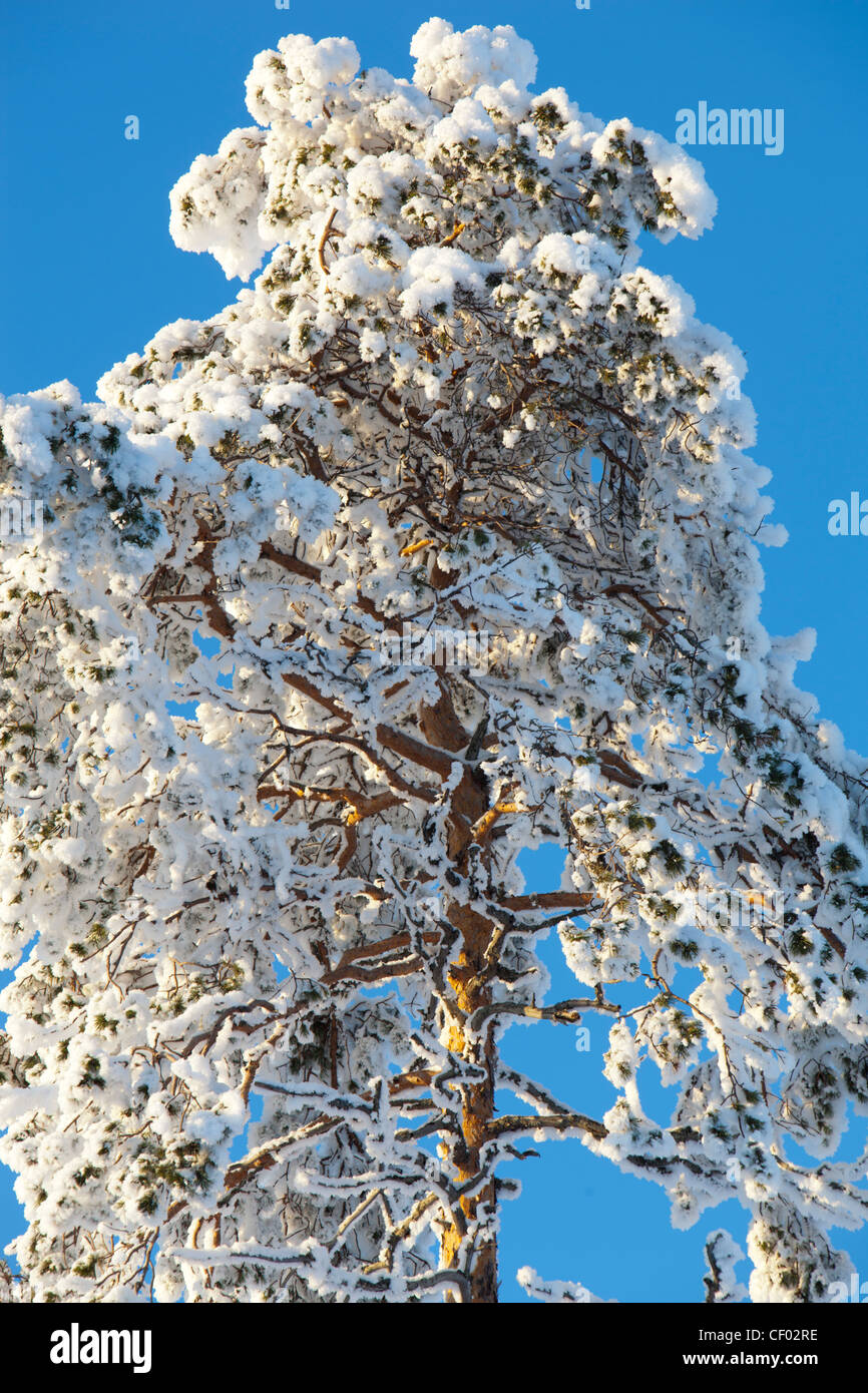 Isolated snowy pine tree ( pinus sylvestris ) treetop against blue sky ...