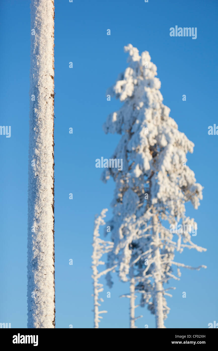 Snowy pine ( pinus sylvestris ) treetops and tree trunks against blue ...