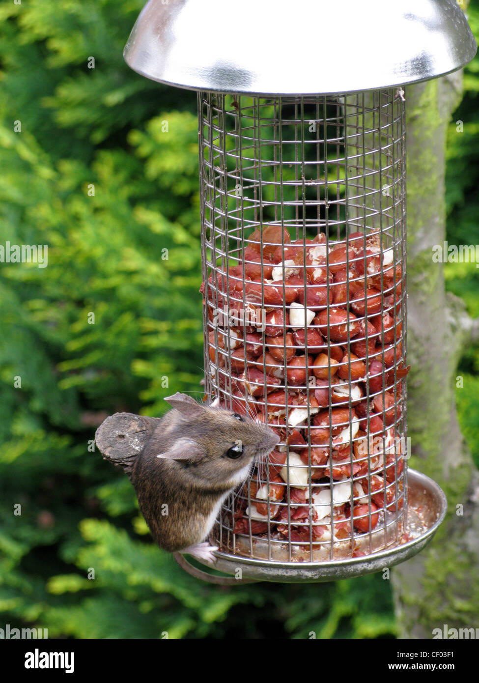 Common house mouse eating from a peanut feeder for birds in a garden Stock Photo