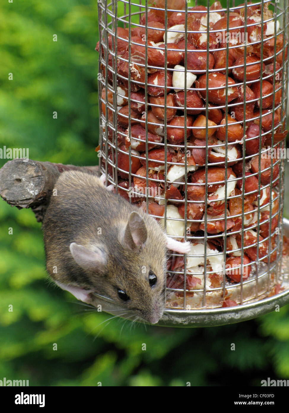Mouse peanut feeder eating feeding common house hires stock