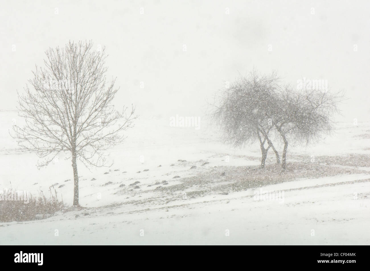 Flurry hi-res stock photography and images - Alamy