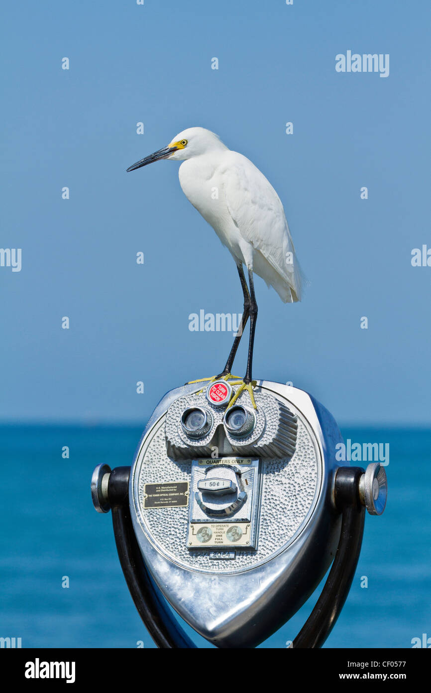 Snowy Egret (Egretta thula) perched on coin operated bincoculars at Fort De Soto Fishing Pier, FLorida, USA Stock Photo