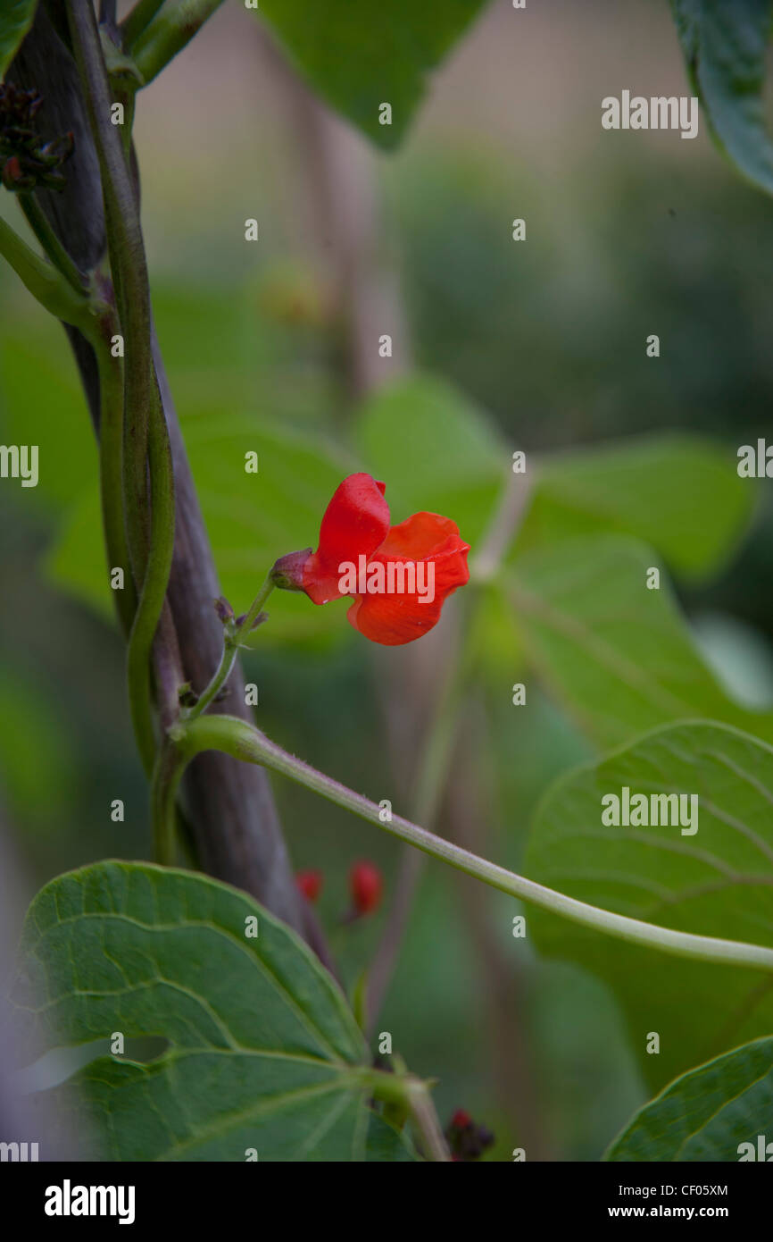 Runner bean flower Stock Photo Alamy