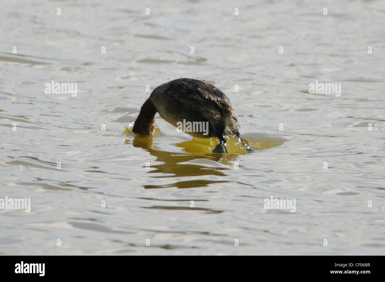 Little Grebe (Tachybaptus ruficollis) (or Dabchick) diving for food Stock Photo
