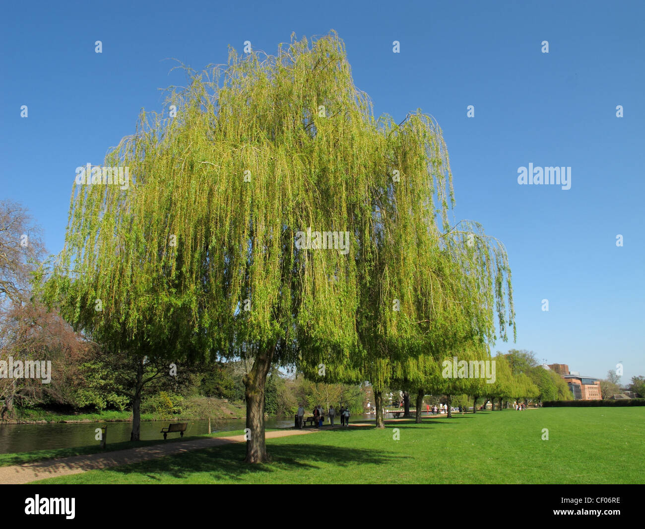 Clipped willows alongside the River Avon at Stratford, WArwickshire