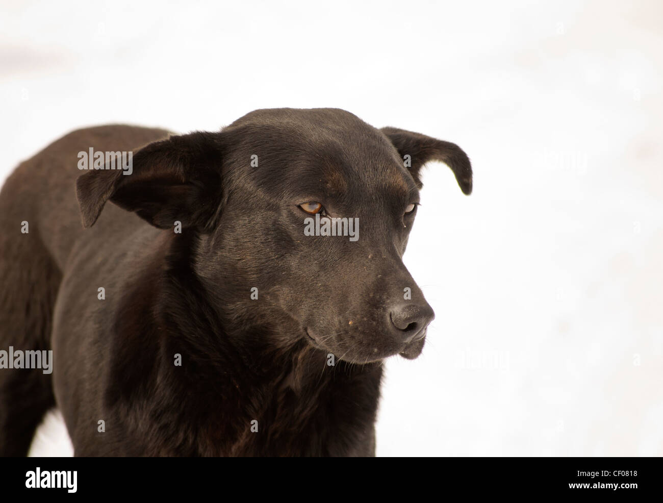 Black dog Stock Photo