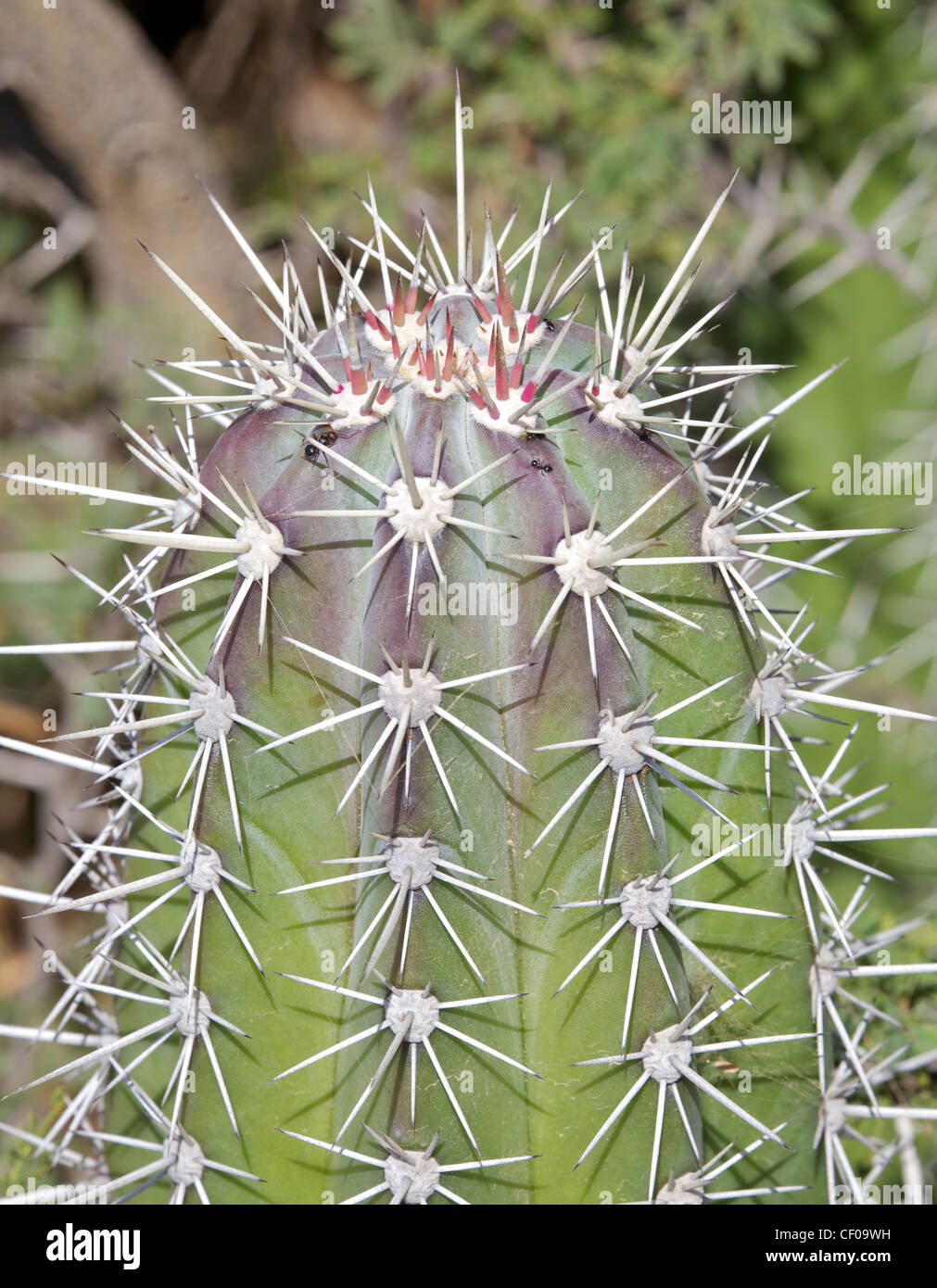 Needle cactus hires stock photography and images Alamy
