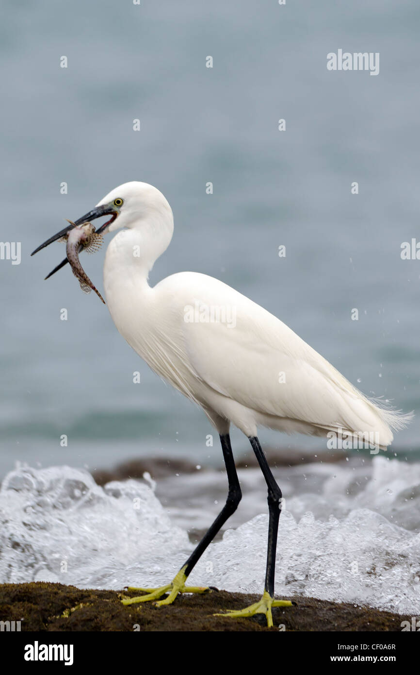 Little egret just before swallow a fish Stock Photo
