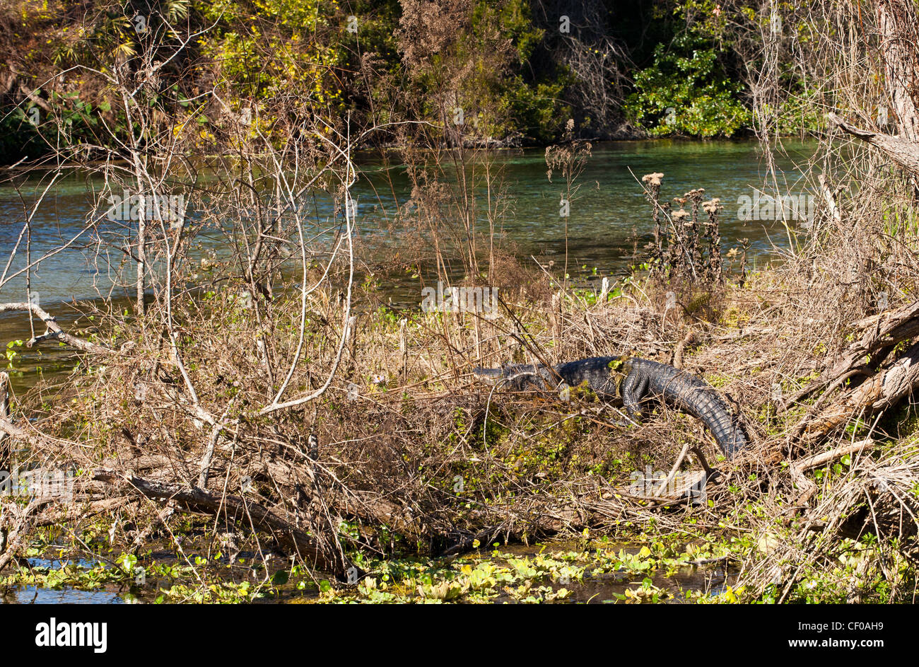 Aligator sunbathing hires stock photography and images Alamy