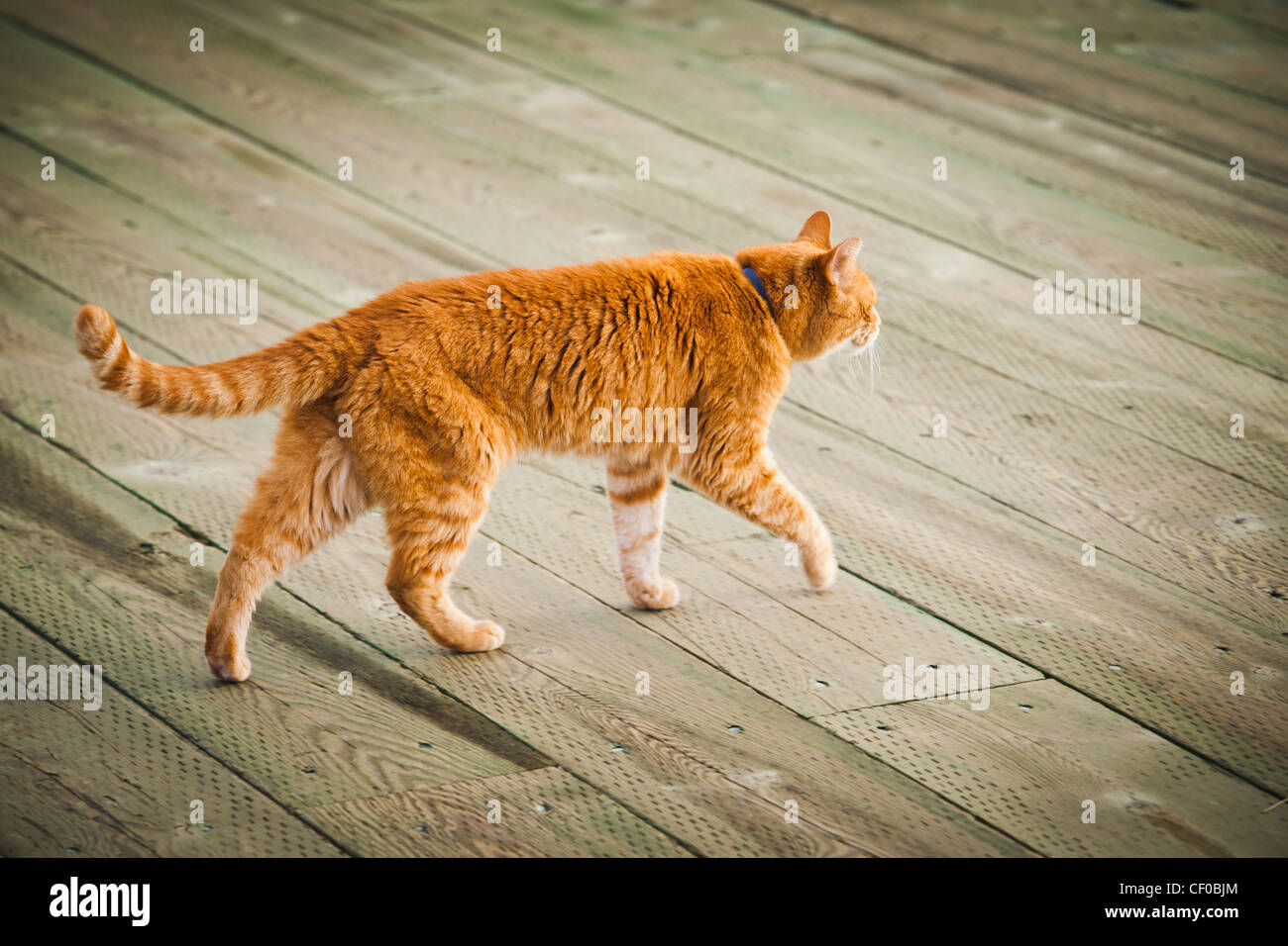 A cat walks on a boardwalk Stock Photo Alamy
