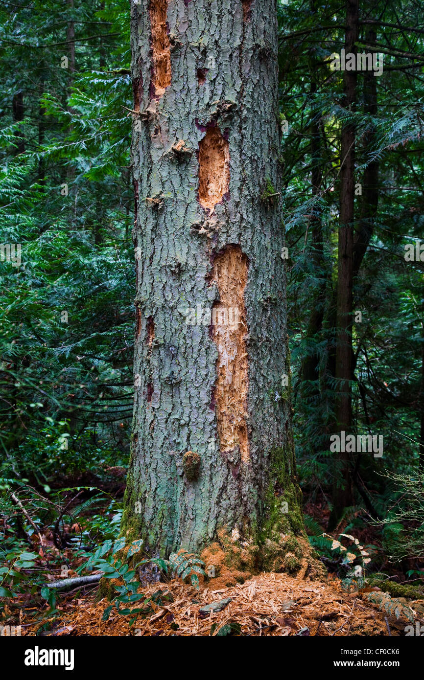 Woodpecker activity on a dead fir tree in a temperate rain forest Stock Photo