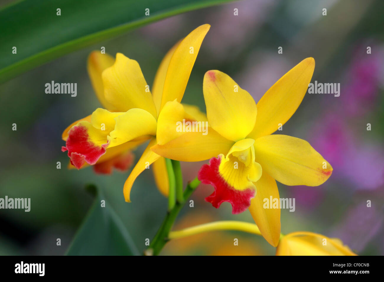 a pair of yellow orchid in nature Stock Photo