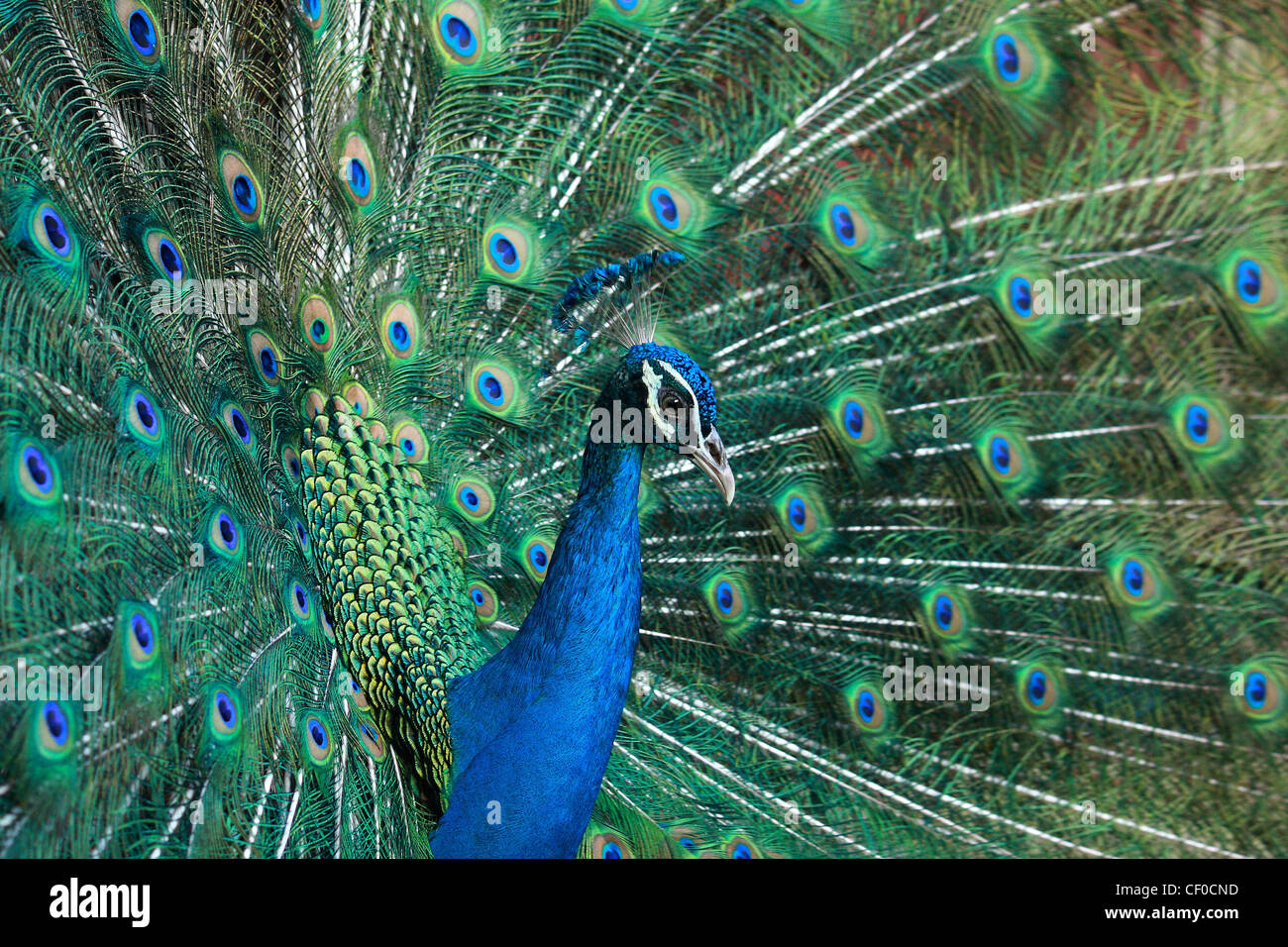 beautiful peacock Stock Photo
