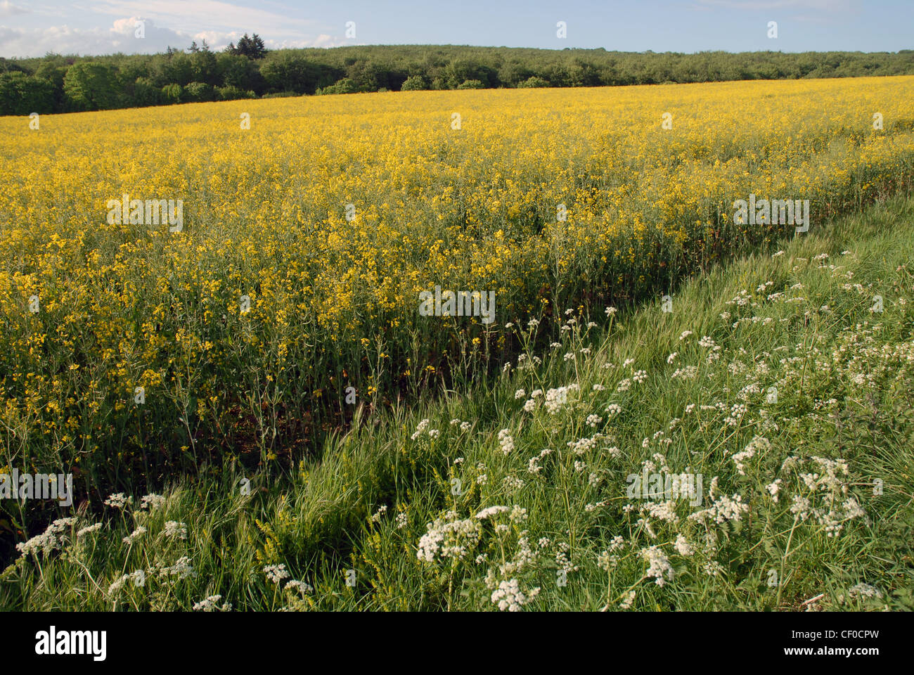 Field of Rape, Stoughton West Sussex England Stock Photo Alamy