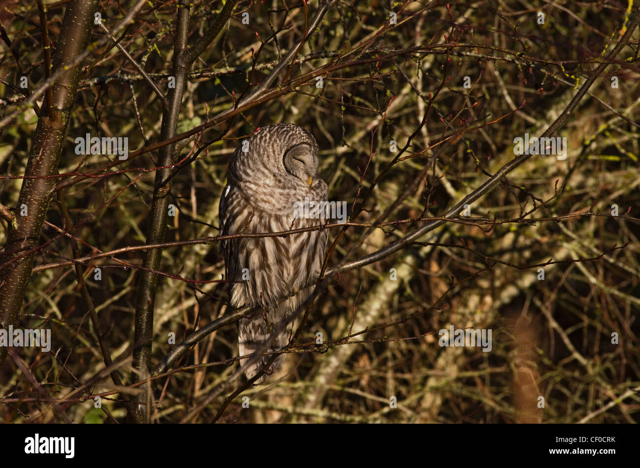 Barred Owl (Strix varia) in morning sun Stock Photo