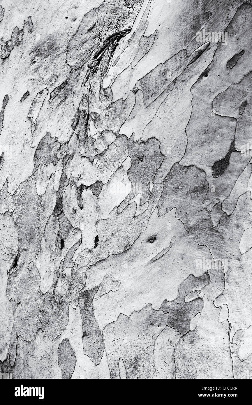 Eucalyptus pauciflora niphophila. Snow gum tree bark. Monchrome Stock Photo