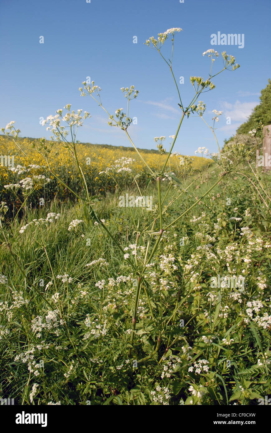 Field of Rape, Stoughton West Sussex England Stock Photo Alamy