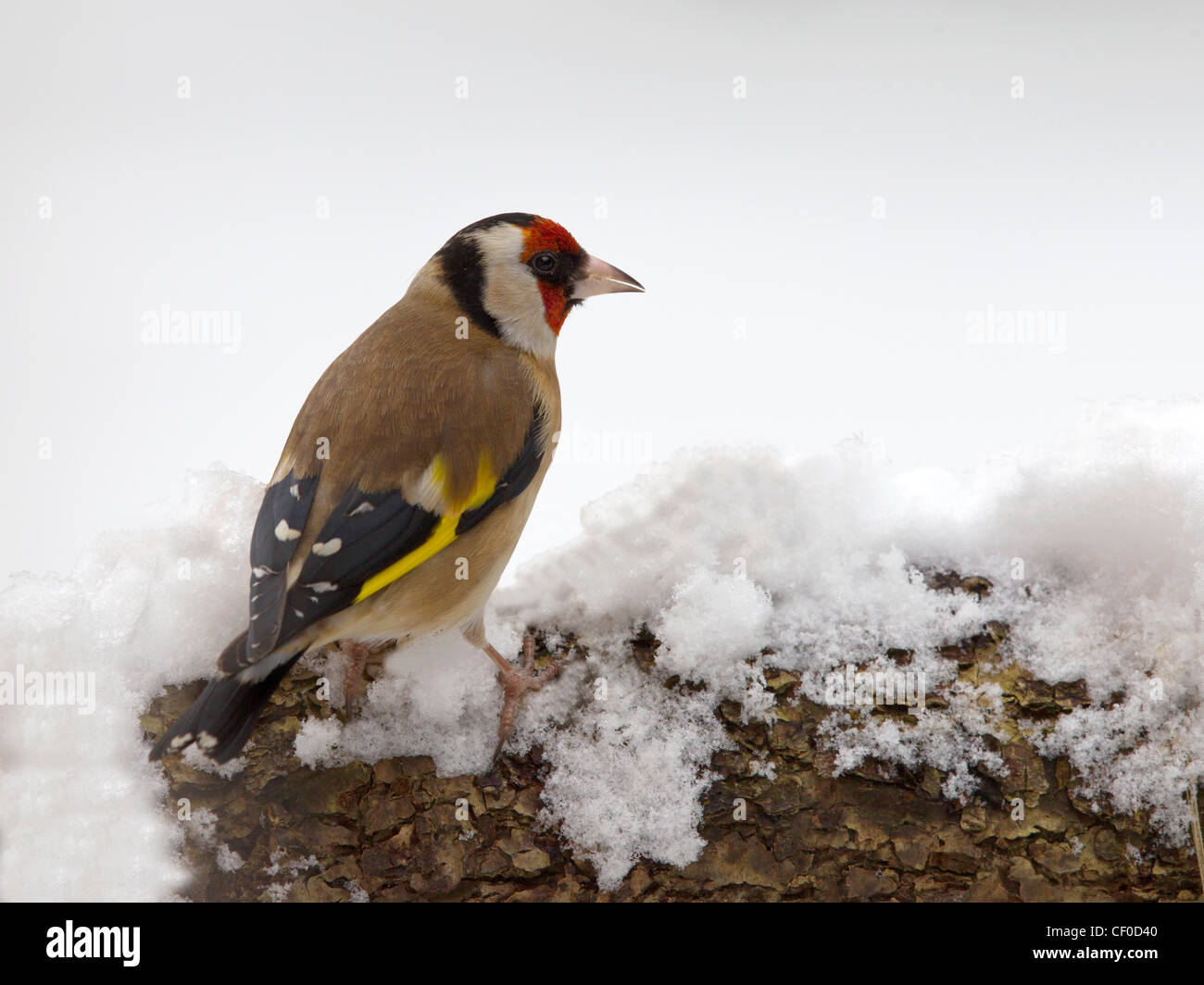 European goldfinch perched on branch in snow Stock Photo - Alamy