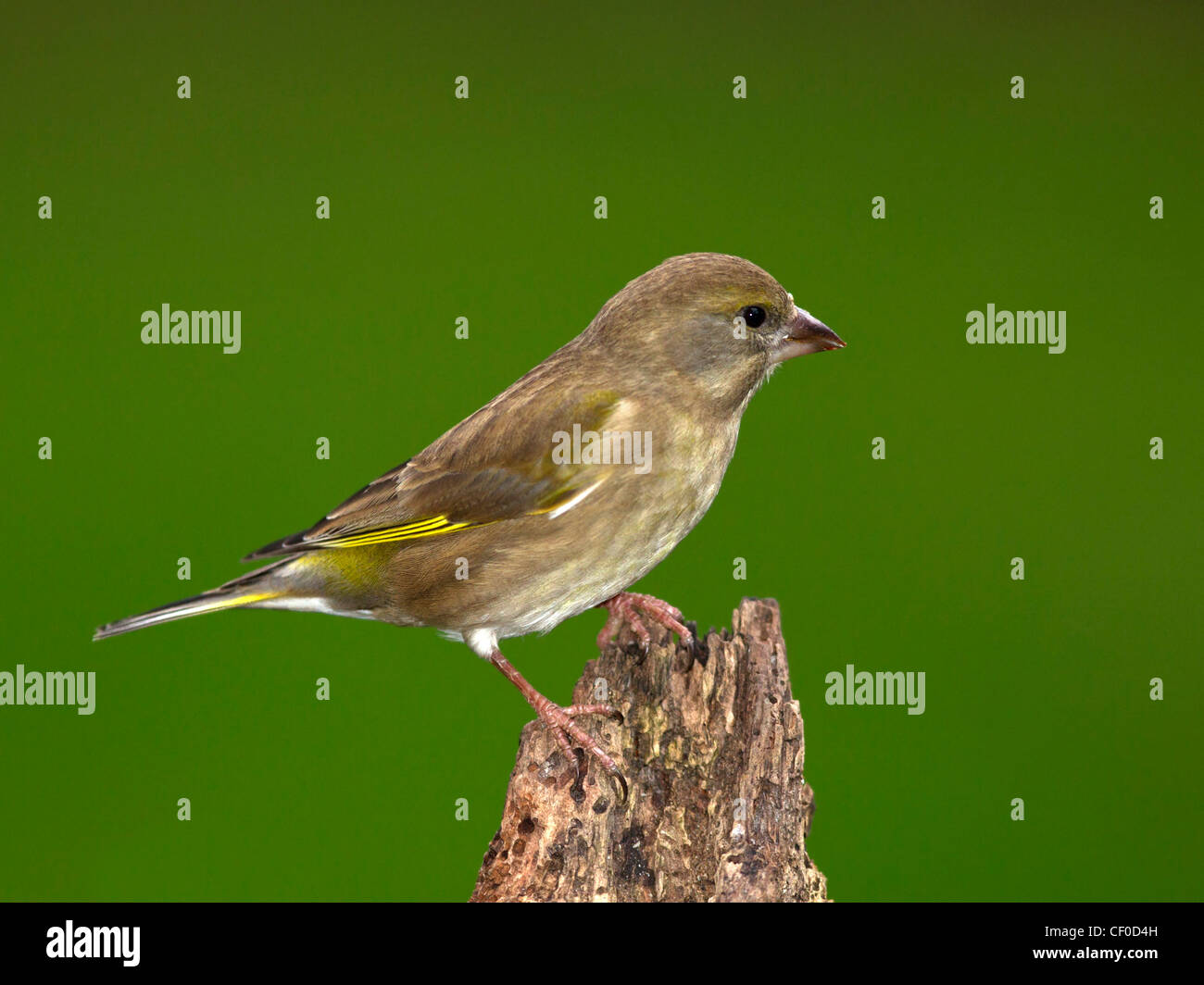 Female greenfinch perched on tree stump Stock Photo