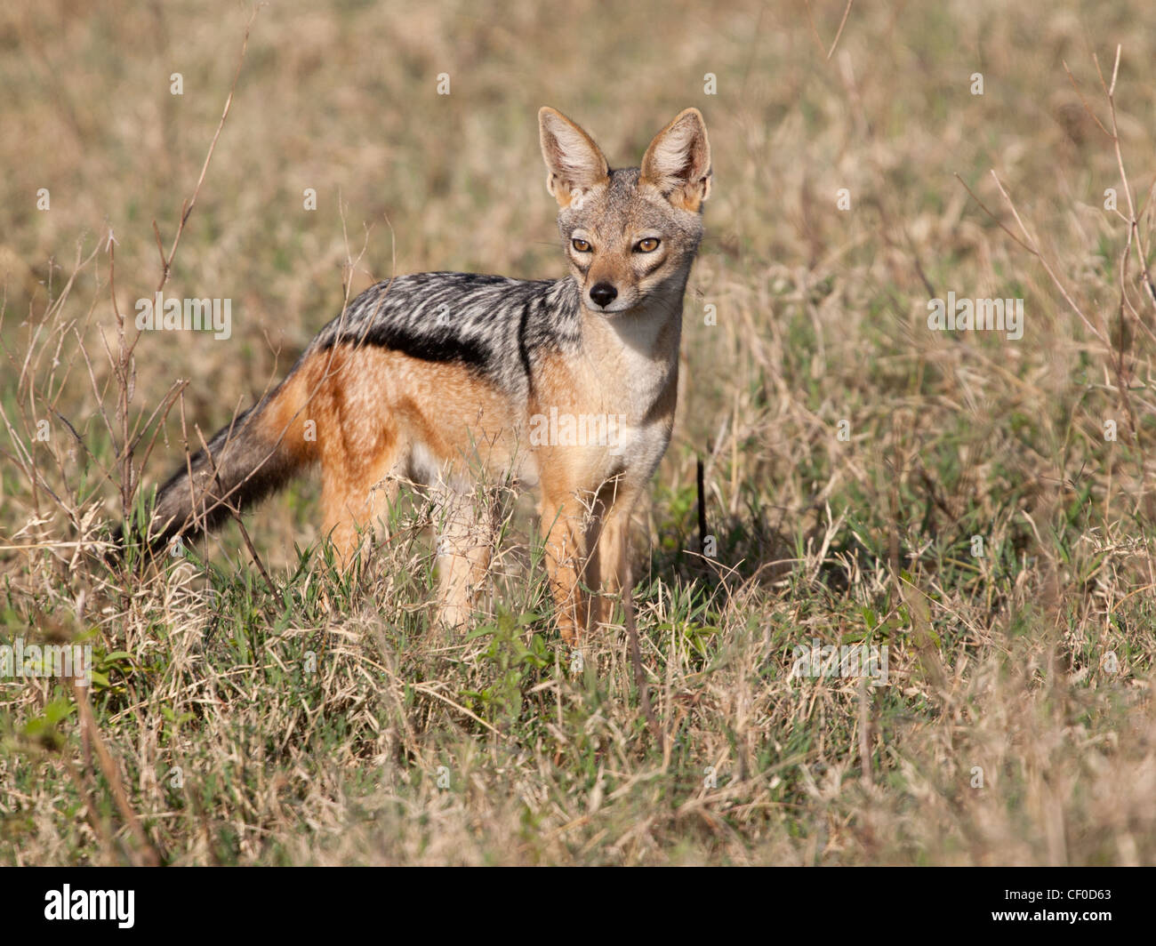 Black-backed jackal, Serengeti Stock Photo