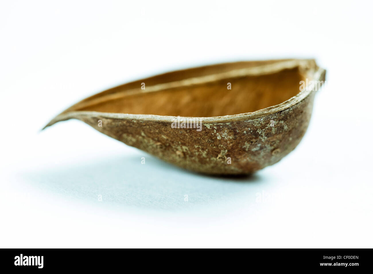 Seed pod picked up from Home Park in Hampton Wick, Kingston Upon Thames, UK Stock Photo