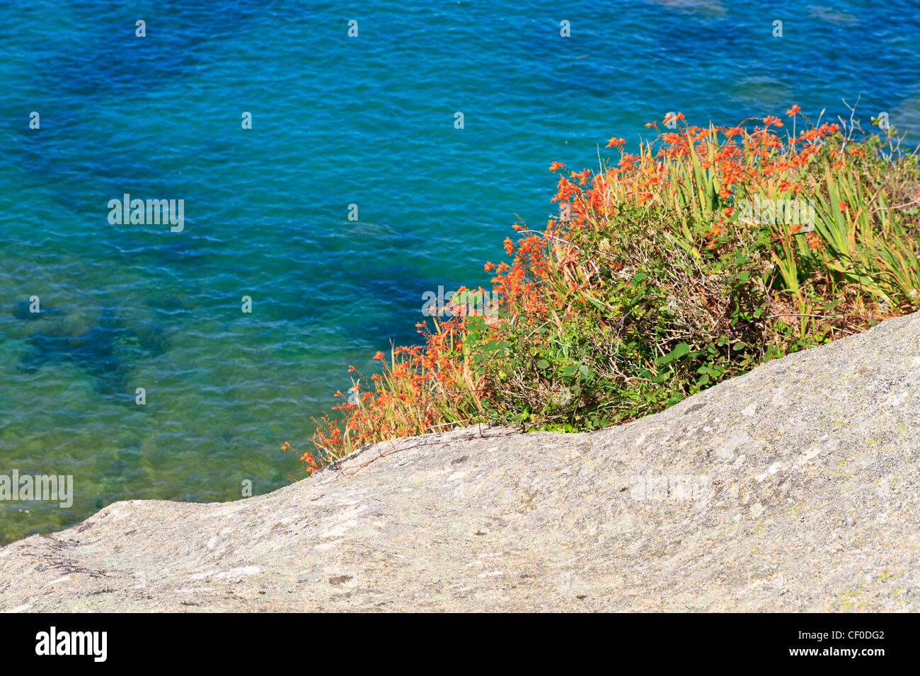 Colorful coastal vegetation Stock Photo