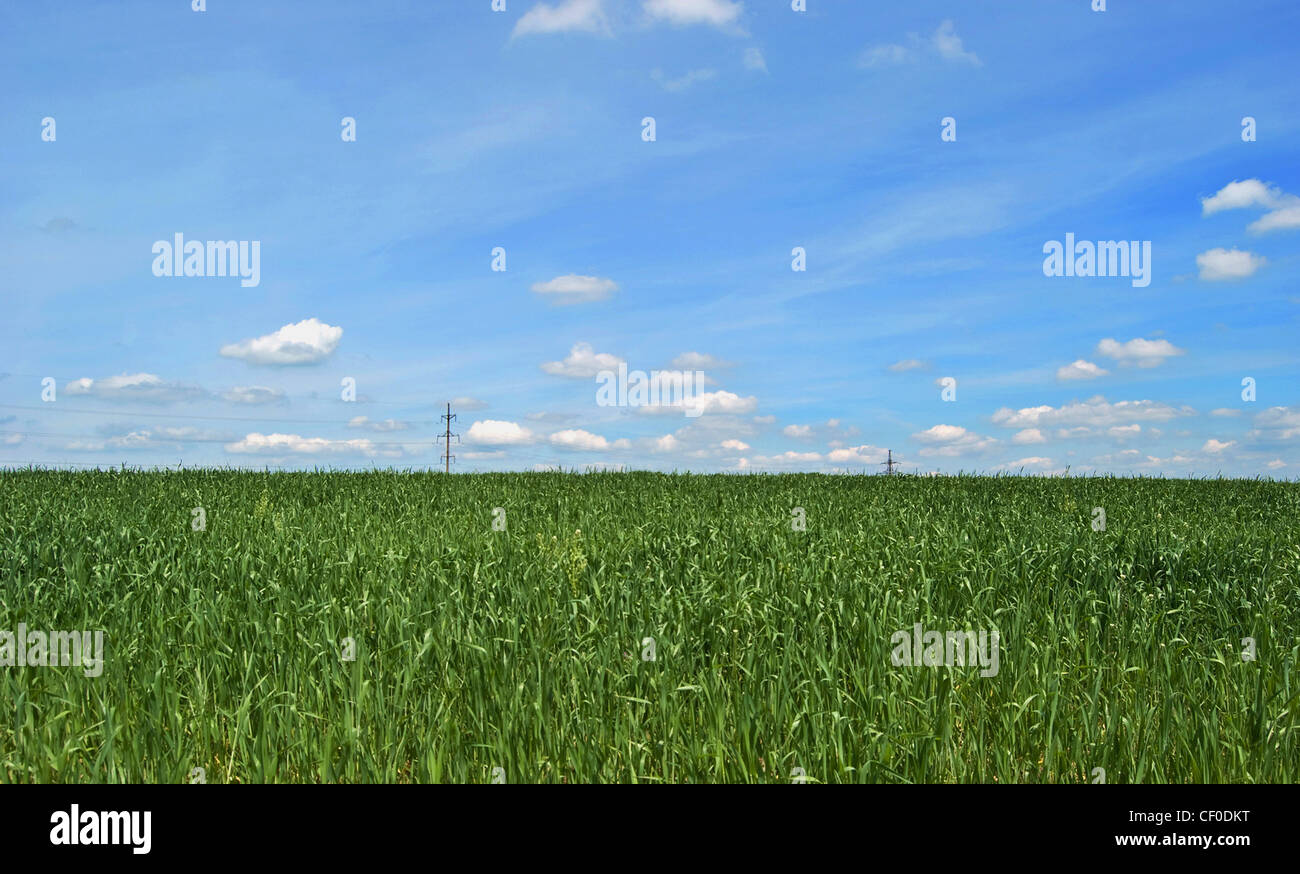 green grass and blue sky Stock Photo - Alamy