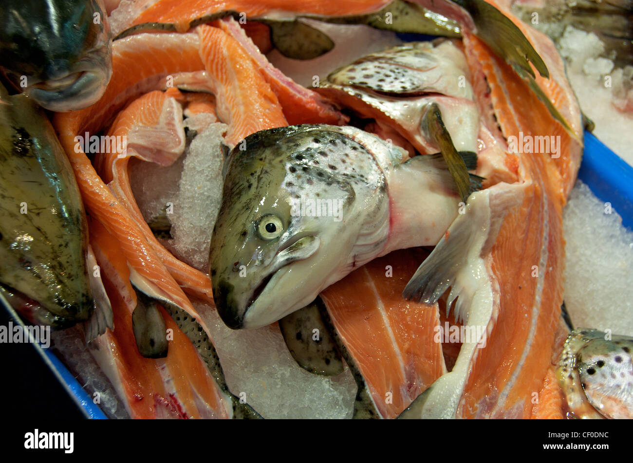 Salmon for sale in the Sydney fish Market Australia Stock