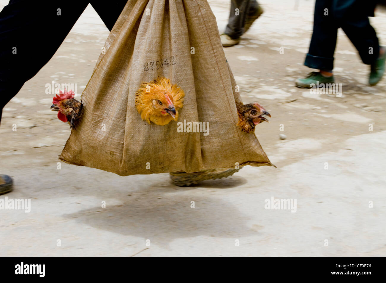 Man carrying chicken in jute bag to livestock market Yuanyang area China Asia Stock Photo