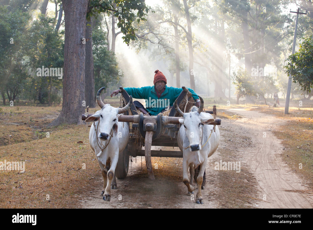 Man on oxcart near Bardia national park Nepal Asia Stock Photo