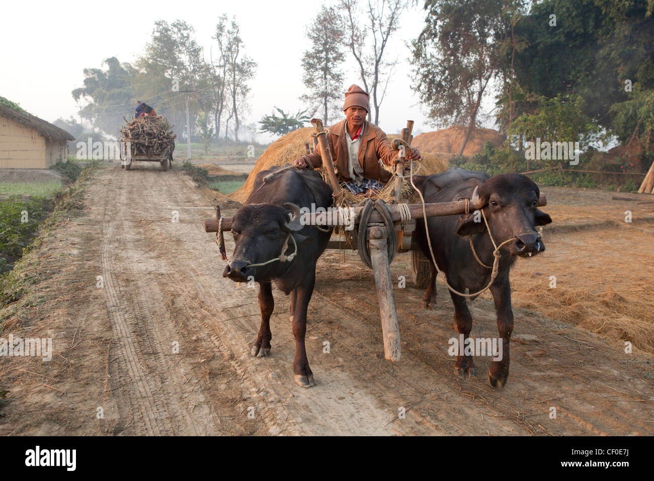 Local villager on oxcart Bardia Nepal Asia Stock Photo