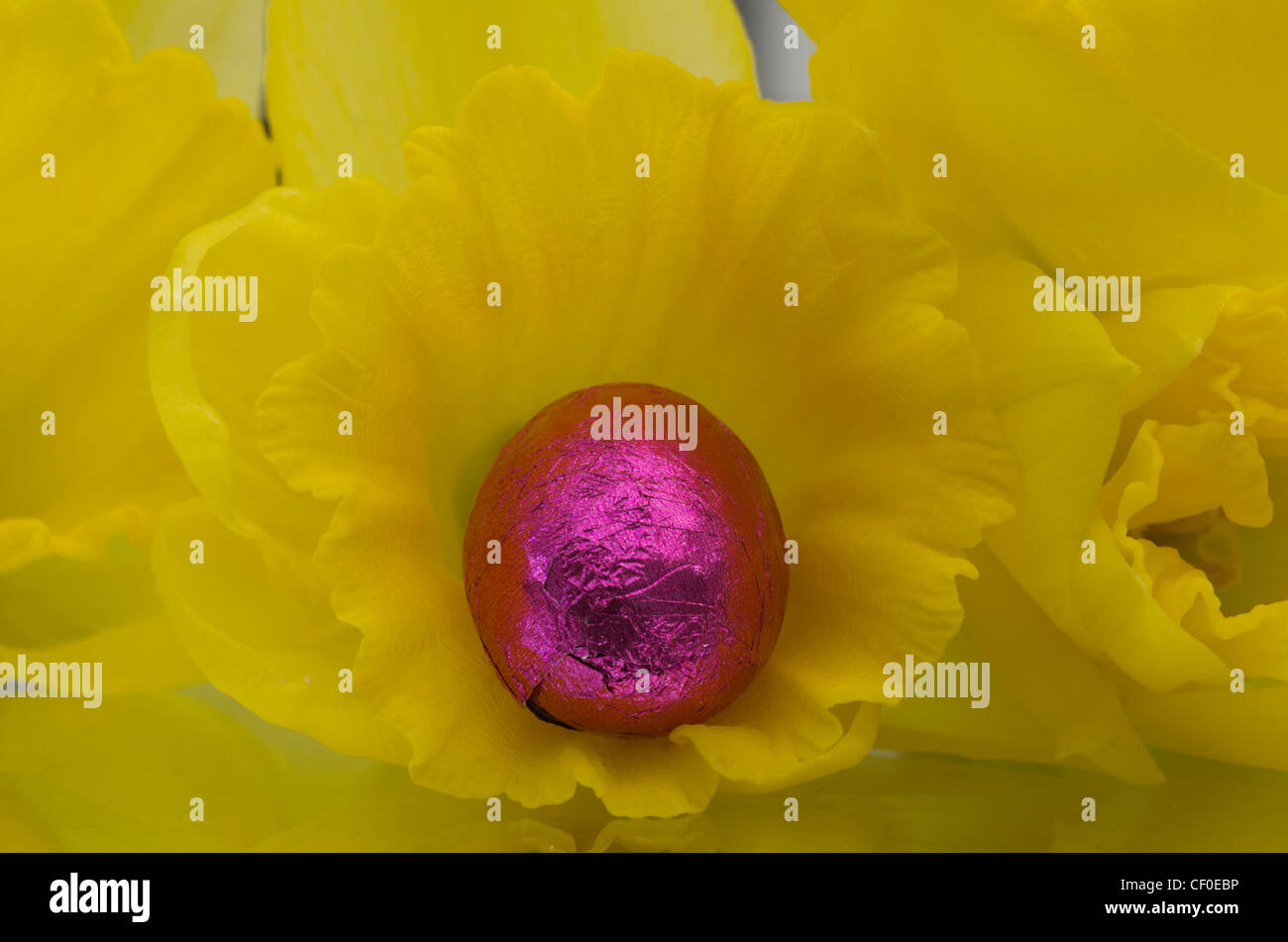 Coloured foil wrapped mini Easter eggs framed by a Daffodil Stock Photo