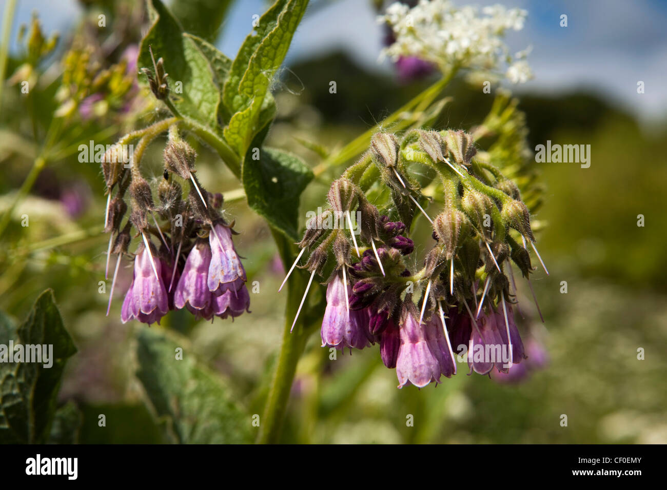 UK, England, Isle of Wight, Alverstone, wild flowers groing alongside Yar River Trail, Borage Borago officinalis Stock Photo