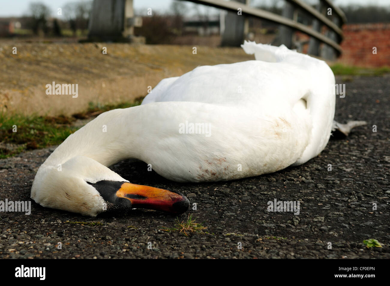 Dead Mute Swan Roadkill Stock Photo Alamy
