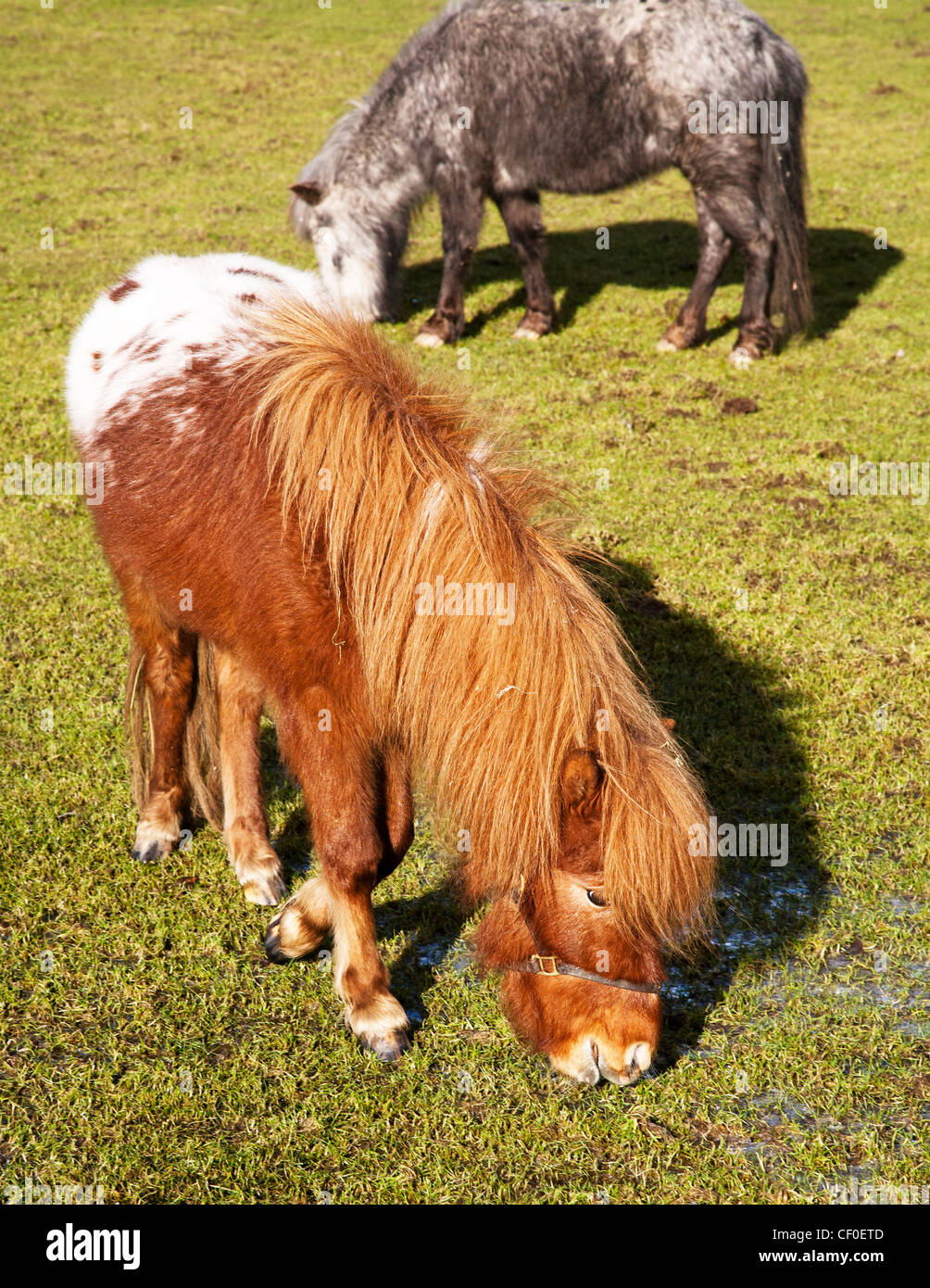A pair of Falabella miniature horses, grazing on grass. Stock Photo