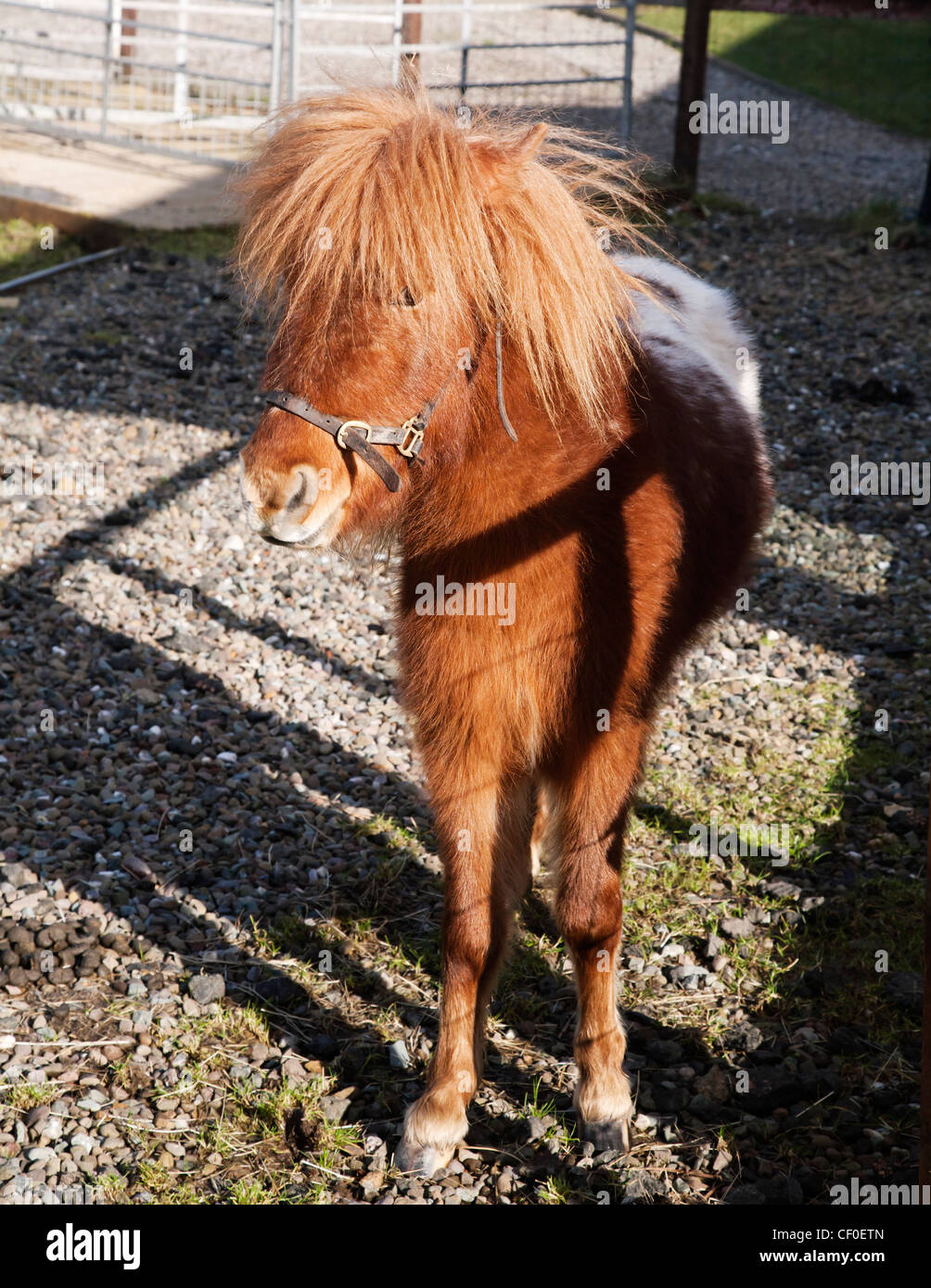 A diminutive Falabella miniature horse. Stock Photo