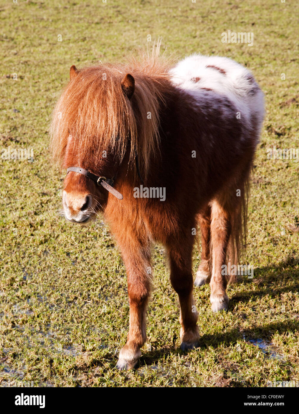 A diminutive Falabella miniature horse Stock Photo