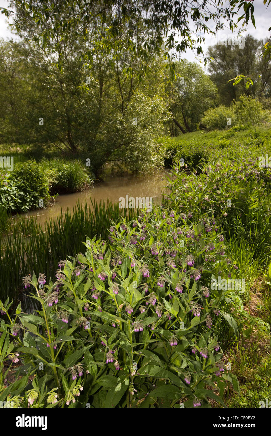 UK, England, Isle of Wight, Alverstone, Yar River Trail wild flowers growing beside path through water meadow Stock Photo