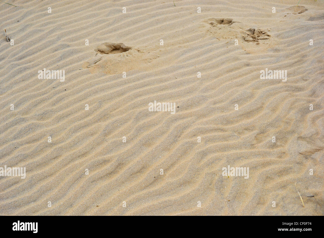 Abstract Patterns in the sand and beach grass on the Dunes of Camber Sands in East Sussex Stock Photo