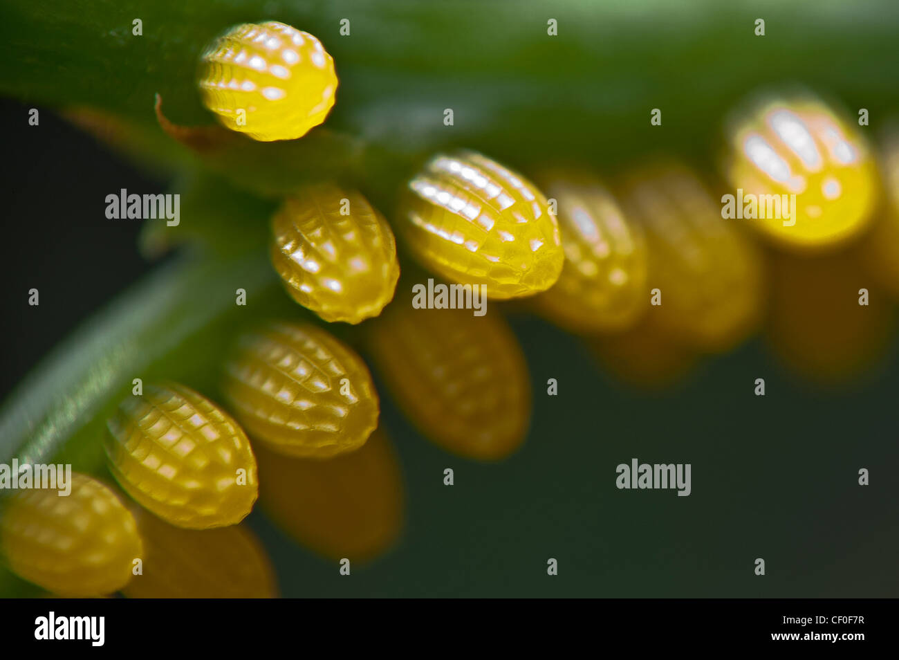 Cluster of Antiochus Longwing butterfly eggs Stock Photo Alamy