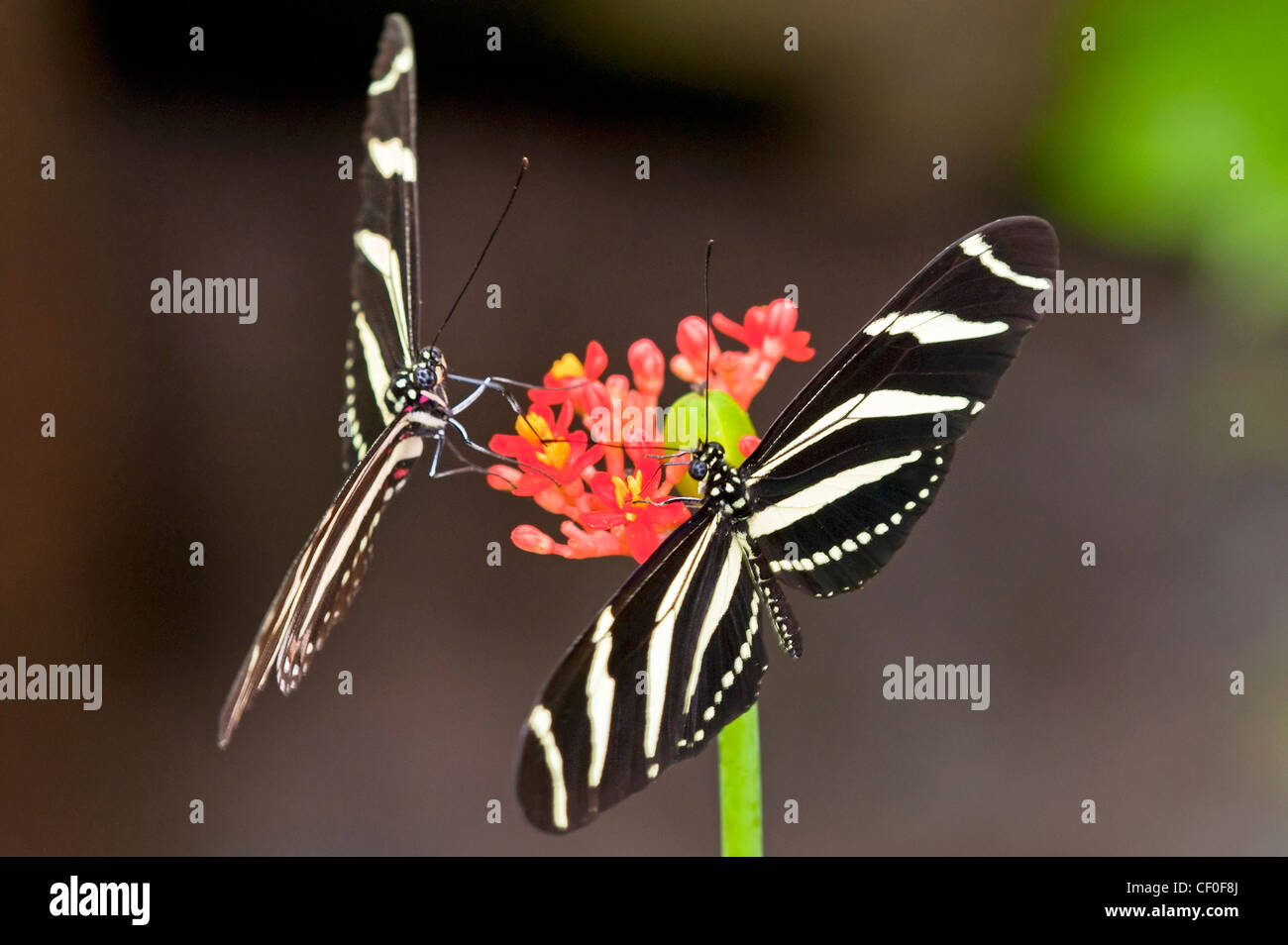 Zebra Longwing butterflies feeding Stock Photo Alamy