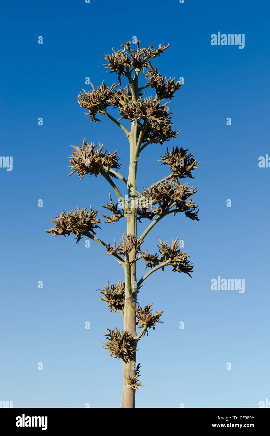 Plant desert egypt hires stock photography and images Alamy