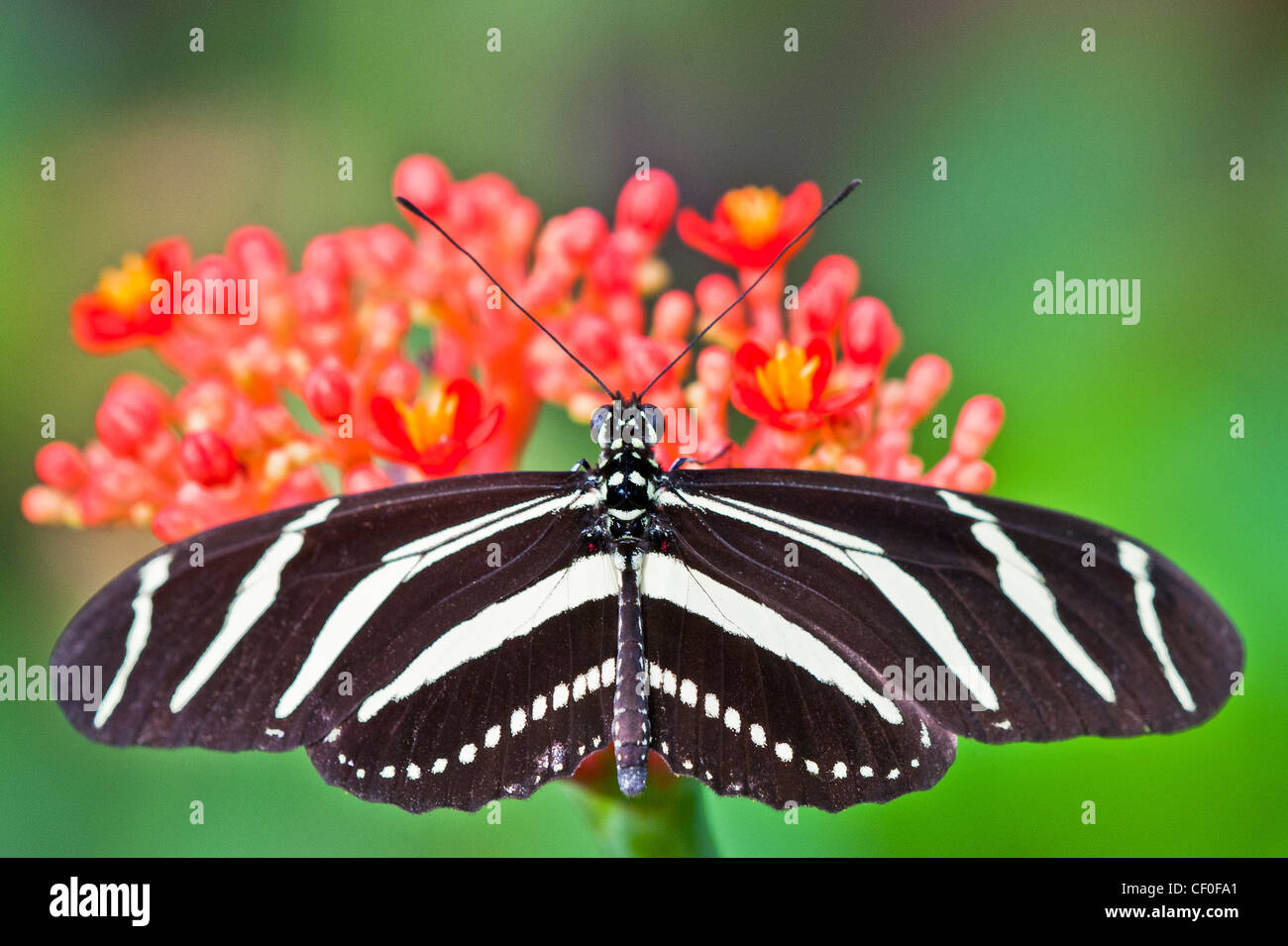 Zebra Longwing butterfly feeding Stock Photo Alamy