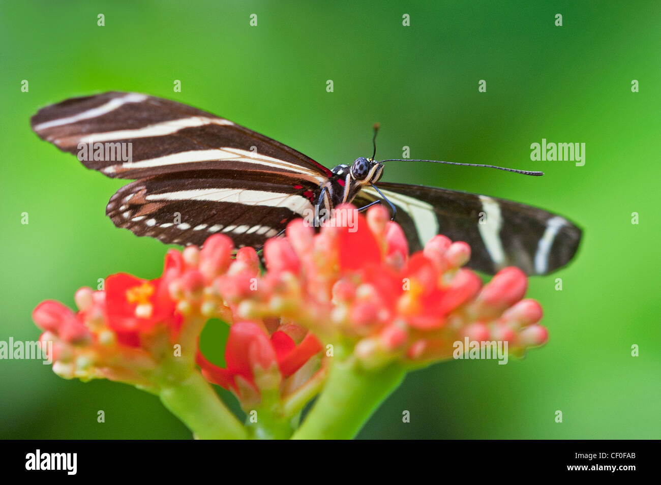 Zebra Longwing butterfly feeding Stock Photo Alamy